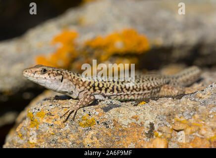 Erhard's lézard des murailles (Podarcis erhardii) sur l'île grecque de Ios, Cyclades, Grèce. Banque D'Images