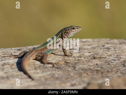 Erhard's lézard des murailles (Podarcis erhardii) sur l'île grecque de Ios, Cyclades, Grèce. Banque D'Images