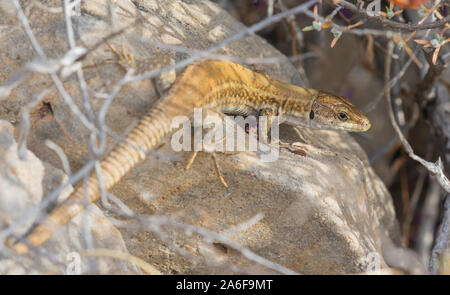 Erhard's lézard des murailles (Podarcis erhardii) sur l'île grecque de Ios, Cyclades, Grèce. Banque D'Images