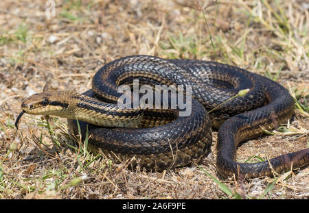 Grand Quatre très sombre (serpent bordée d'Elaphe quatuorlineata) sur l'île de Ios, Cyclades, Grèce. Banque D'Images