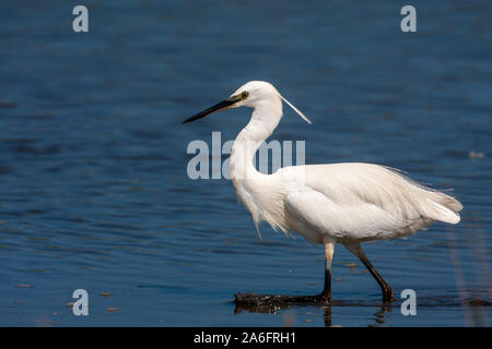 L'aigrette garzette, Egretta garzetta, c'est un oiseau blanc avec un long bec noir, pattes noires et, dans l'ouest de la race jaune, pieds. Banque D'Images