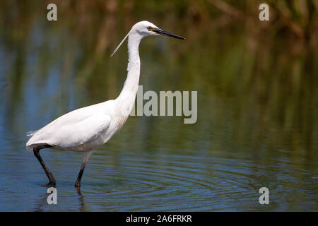 L'aigrette garzette, Egretta garzetta, c'est un oiseau blanc avec un long bec noir, pattes noires et, dans l'ouest de la race jaune, pieds. Banque D'Images