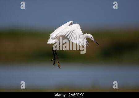 L'aigrette garzette, Egretta garzetta, c'est un oiseau blanc avec un long bec noir, pattes noires et, dans l'ouest de la race jaune, pieds. Banque D'Images