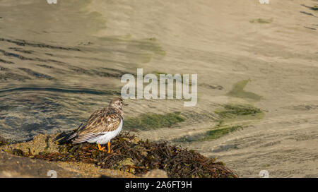 Sand piper sur mer à la mer dans une journée ensoleillée Banque D'Images