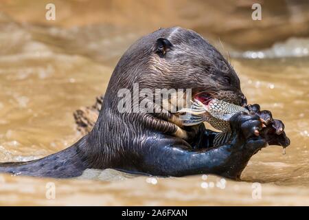 La loutre géante (Pteronura brasiliensis) mange un poisson capturé, Pantanal, Mato Grosso, Brésil Banque D'Images