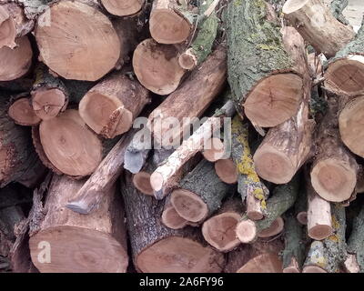 La foresterie, sciage de troncs d'arbres empilés et Banque D'Images