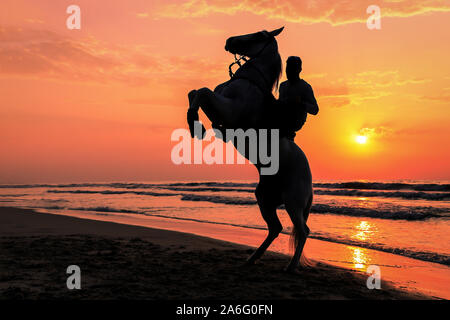 Photo Silhouette de cheval cabré jusqu'à rider Banque D'Images