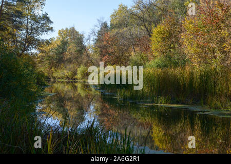 Vue panoramique de carex banque du petit Orel rivière qui coule dans la forêt d'automne à Dnepropetrovsk, Ukraine. Banque D'Images