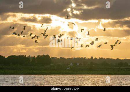 Burscough ; Lancashire UK Weather. 26Th Oct, 2019. Environ 48 800 travailleurs migrants arrivent au crépuscule pour se percher à la Martin Mere nature réserve où tardive permet aux résidents locaux pour profiter du spectacle du retour des oies. Pinkies ou rose signal oies l'arrivée de l'hiver sur la côte de Sefton comme d'énormes troupeaux de bernaches pied rose migrants arrivent de pays aux climats nordiques à l'hiver en Angleterre. Des milliers de "Pinkies" passent les mois d'hiver, le pâturage et d'alimentation sur le West Lancashire travail au cours de la journée et se percher sur les prairies de l'estuaire. /AlamyLiveNews MediaWorldImages Crédit : Banque D'Images