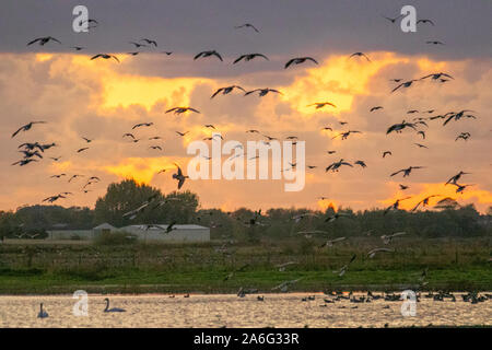 Burscough ; Lancashire UK Weather. 26Th Oct, 2019. Environ 48 800 travailleurs migrants arrivent au crépuscule pour se percher à la Martin Mere nature réserve où tardive permet aux résidents locaux pour profiter du spectacle du retour des oies. Pinkies ou rose signal oies l'arrivée de l'hiver sur la côte de Sefton comme d'énormes troupeaux de bernaches pied rose migrants arrivent de pays aux climats nordiques à l'hiver en Angleterre. Des milliers de "Pinkies" passent les mois d'hiver, le pâturage et d'alimentation sur le West Lancashire travail au cours de la journée et se percher sur les prairies de l'estuaire. /AlamyLiveNews MediaWorldImages Crédit : Banque D'Images