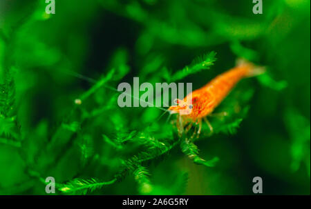 Grand rouge feu ou de cerise crevettes naines avec un fond vert dans l'eau douce du réservoir d'aquarium Banque D'Images
