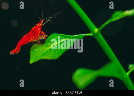 Grand rouge feu ou de cerise crevettes naines avec un fond vert dans l'eau douce du réservoir d'aquarium Banque D'Images