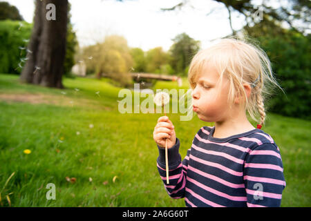 Un beau mignon happy little girl pose pour un portrait tandis que dehors avec sa famille dans la campagne, UK, soufflant un pissenlit Banque D'Images