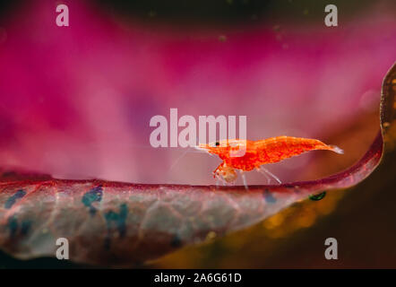 Grand rouge feu ou de cerise crevettes naines avec un fond vert dans l'eau douce du réservoir d'aquarium Banque D'Images