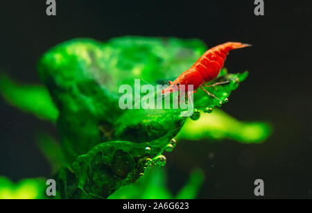 Grand rouge feu ou de cerise crevettes naines avec un fond vert dans l'eau douce du réservoir d'aquarium Banque D'Images