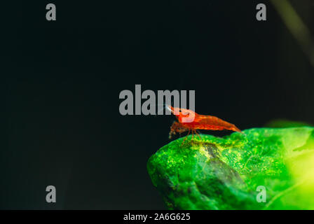 Grand rouge feu ou de cerise crevettes naines avec un fond vert dans l'eau douce du réservoir d'aquarium Banque D'Images