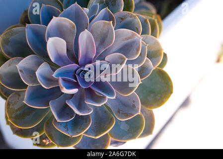 Puple et vert grande statue de succulentes dans un arrangement. Banque D'Images