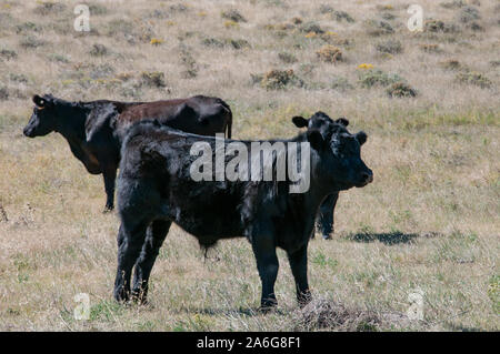 Black Angus cow et deux veaux de Bull dans le soleil. Banque D'Images