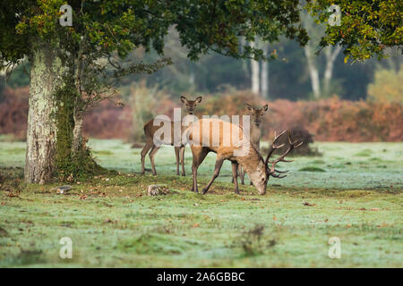 Red Deer stag le pâturage avec deux hinds sous un arbre dans le New Forest Banque D'Images