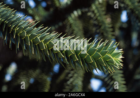 PUZZLE SINGE ou PIN CHILIEN ou PIN CHILIEN Araucaria araucana. branche fin Banque D'Images