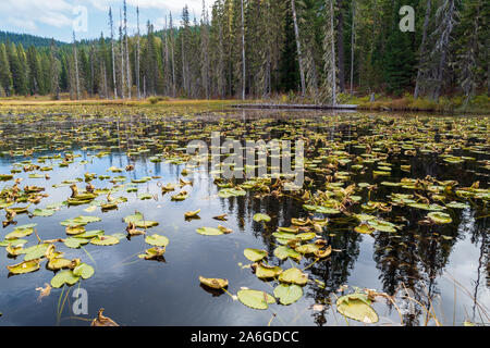 Le Lac des prairies du sud avec lily pads à Gifford Pinchot National Forest, North Carolina, USA Banque D'Images