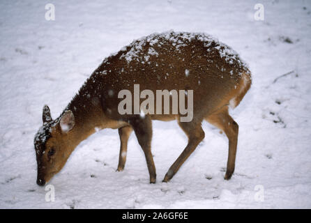 Préfet de MUNTJAC de chute de neige, (Muntiacus reevesi), affamés, en quête de nourriture. Norfolk, Angleterre Décembre Banque D'Images