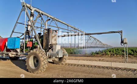 Automoteur linéaire d'exploitation du système d'irrigation, de chanvre 'Frosted Lime' souche, échéant en champ, "Cannabis sativa", les travailleurs sur le terrain. Banque D'Images