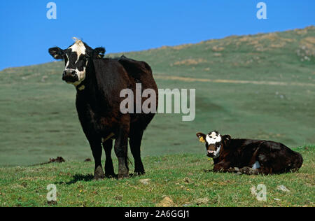 VACHE et veau SHETLAND. Race indigène. Herma Ness, Unst, Shetland Isles, Écosse. Survie dans des conditions météorologiques extrêmes. Mer, horizon falaise. Banque D'Images