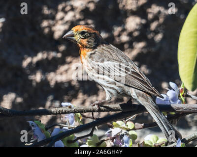 Roselin familier mâle sur branch Banque D'Images