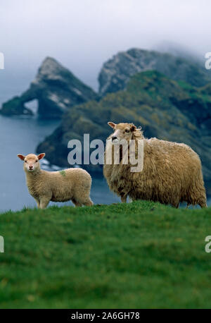 MOUTON SHETLAND. Brebis avec agneau au bord de la falaise. Race indigène. Herma Ness, Unst, Shetland Isles, Écosse. Survivants conditions météorologiques extrêmes. Banque D'Images