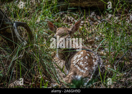Sommeil bébé chevreuil awaking pose dans l'herbe dans le bois Banque D'Images