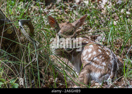 Sommeil bébé chevreuil awaking pose dans l'herbe dans le bois Banque D'Images
