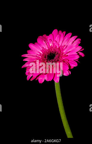 Gerbera espèces portent une grande capitule avec substitution, deux lèvres rayons en jaune, orange, blanche, rose ou rouge Banque D'Images