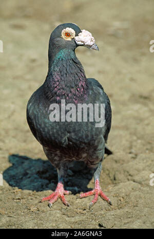 CARRIER pigeon (Columba livia domestica). Race domestique Banque D'Images