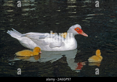 CANARD BLANC ET canettes de CANARD MOUSCOVY Cairina moschata nageant, réflexion sur la surface de l'eau. - race domestique, d'origine sud-américaine centrale. Banque D'Images