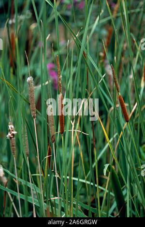 Moindre REEDMACE ou roseaux Typha angustifolia Banque D'Images