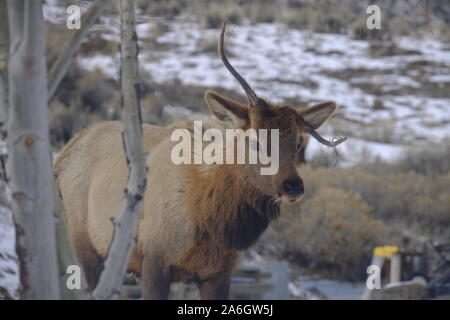 Wapiti en hiver Banque D'Images