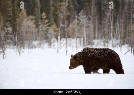 Gros ours brun photographié à la fin de l'hiver tout en marchant dans la neige dans la taïga finlandaise Banque D'Images