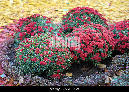 Un lit de fleur de chrysanthème rouge dans le jardin de près. Chrysanthèmes d'automne dans un parc de la ville. Bel Automne lumineux de fleurs et arbustes Banque D'Images