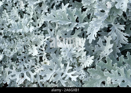 La cinéraire maritime avec des feuilles ajourées, couleur argentée, close-up. Une plante avec des feuilles d'argent ajouré pour la décoration de massifs de fleurs dans un parc de la ville Banque D'Images