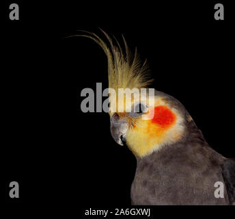 Le Cockatiel est un membre de la famille cacatoès. Il est de petite taille, et a un corps mince et longue queue, qui est plus characteri Banque D'Images