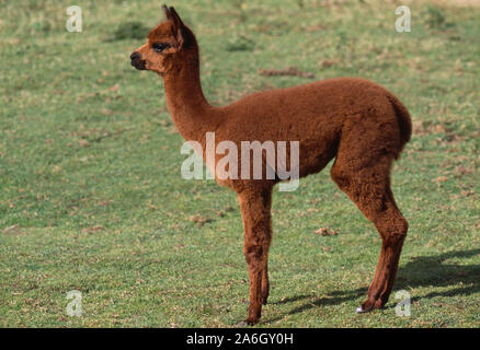 VEAU ALPAGA, jeune. (Pagos lama). Camélidés domestiques, en laine. D'origine sud-américaine, introduit animal d'élevage UK. Banque D'Images