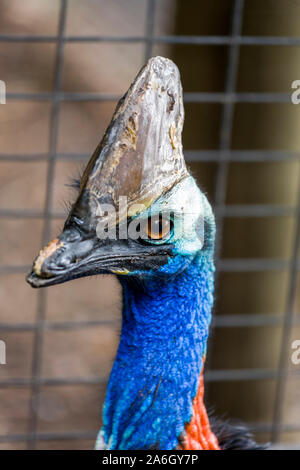 /ˈKaesəwɛəri casoars (/), genre Casuarius, sont incapables de ratites (oiseaux sans une quille sur leur sternum os) qui sont indigènes du tropical fores Banque D'Images