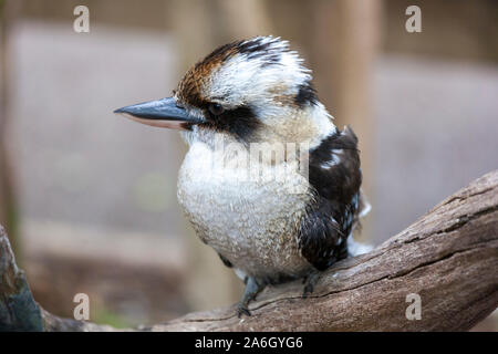 Le célèbre oiseau rire d'Australie kookaburra Banque D'Images