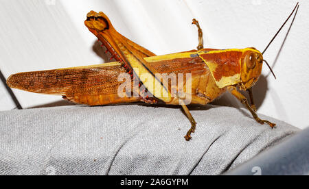 Un très grand grasshopper in close up Banque D'Images