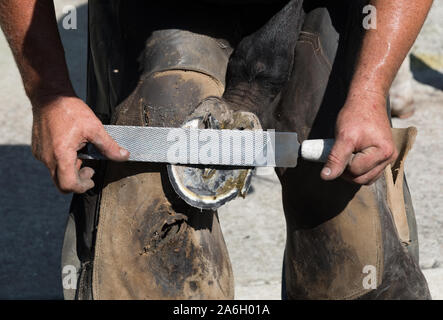 Maréchal-ferrant faisant le commerce traditionnel de ferrer les chevaux Banque D'Images