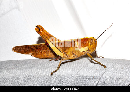 Un très grand grasshopper in close up Banque D'Images