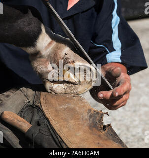 Maréchal-ferrant faisant le commerce traditionnel de ferrer les chevaux Banque D'Images