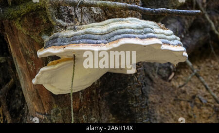 Un champignon champignons fomentarius en forêt. Les parasites et champignons saprophytes sur le bois. Banque D'Images