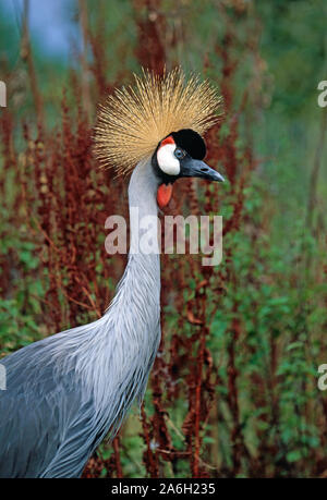 Grue couronnée d'Afrique de l'est (Balearia regulorum gibbericeps). Profil de la tête cou et du corps avant. Crête. Marquages et détails du visage. Contact avec les yeux. Conscient Banque D'Images